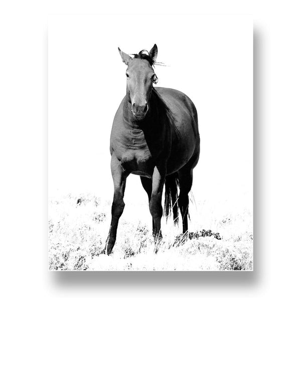 Wild Horse, Moss Apparel, Art, Poster Matte