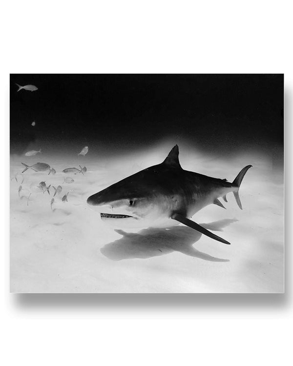 Tiger Shark Approach, Bimini Shark Labs, Moss Apparel,  20x16 Poster Matte