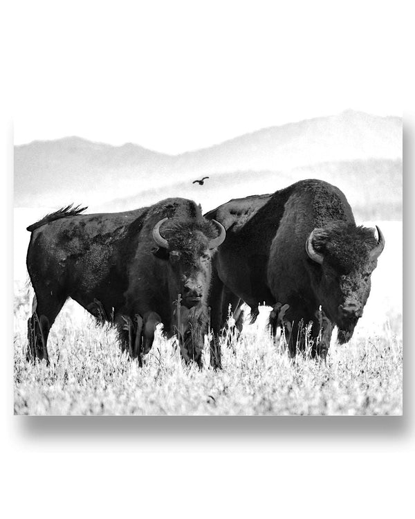 Bison Couple, Wyldlife For Tomorrow, Moss Apparel, 20x16 Poster Matte